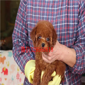 西安出售纯种泰迪幼犬活体长不大茶杯犬泰迪贵