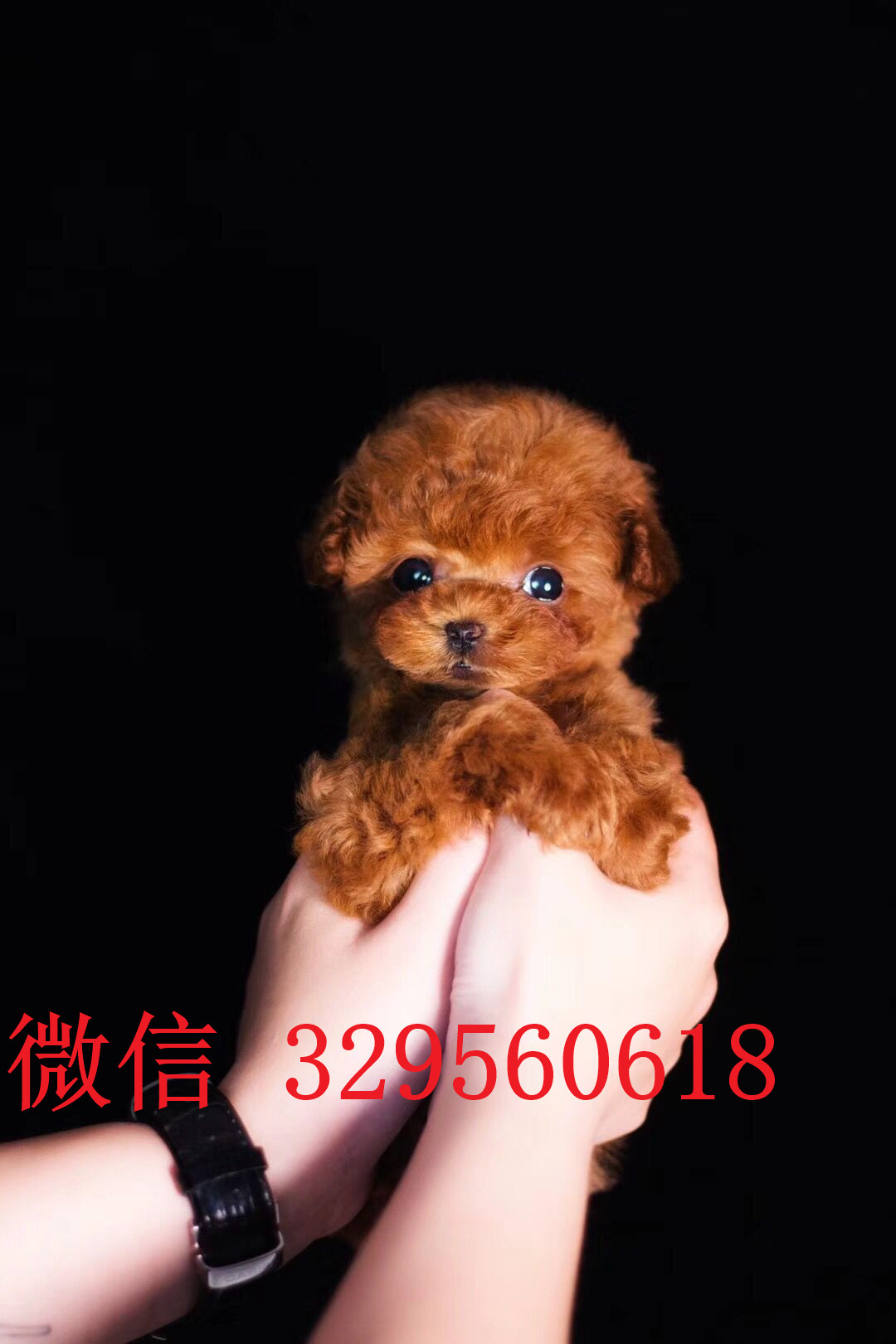  南宁哪里出售茶杯狗幼犬南宁哪里能买到好茶