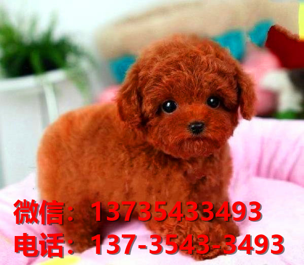 合肥宠物狗狗犬舍出售纯种泰迪犬幼犬卖狗买狗