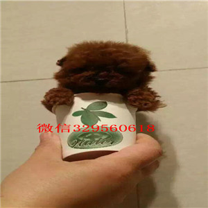 西安出售茶杯犬长不大纯种双血统乖巧可爱疫苗