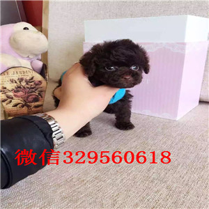  深圳出售纯种茶杯体大眼睛可爱红泰迪灰泰迪