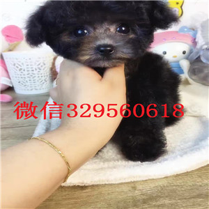 天津哪里有宠物店卖泰迪的 天津哪里有狗场卖