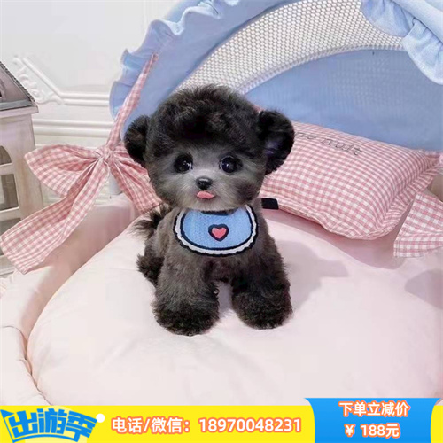 珠海纯种灰泰迪 珠海本地宠物出售 欢迎上门挑