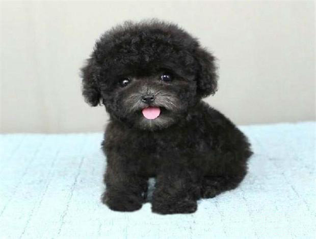 广州买狗 广州哪里有买狗靠谱 广州泰迪犬一只多少钱