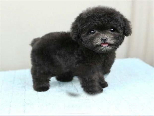 广州买狗 广州哪里有买狗靠谱 广州泰迪犬一只多少钱