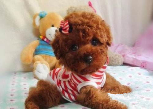 广州买狗 广州哪里有买狗靠谱 广州泰迪犬一只多少钱