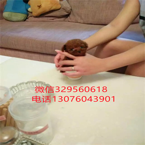 天津哪里出售茶杯犬  白色茶杯犬多少钱一只