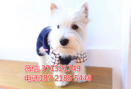 上海西高地出售，上海西高地犬狗 上海犬舍 上海宠物店