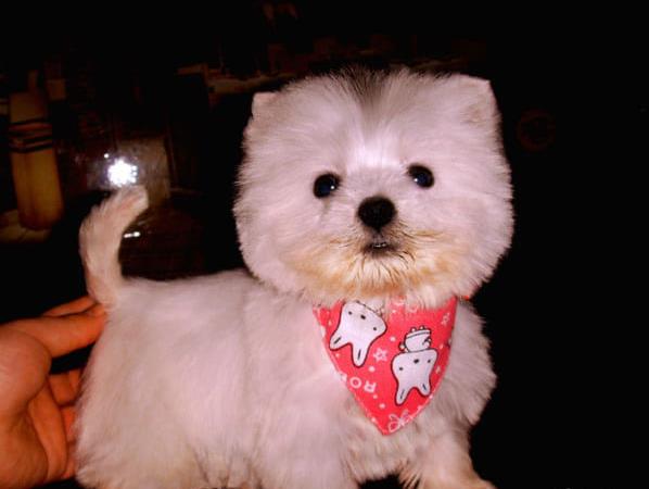 北京宠物狗狗犬舍出售纯种西高地犬买狗卖狗市