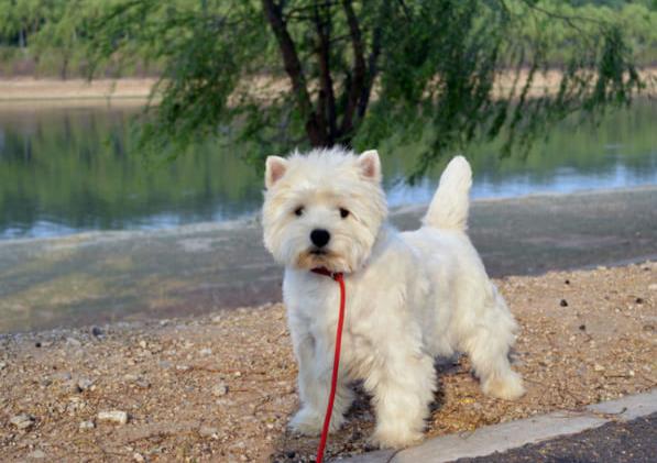 沈阳宠物狗狗犬舍出售纯种西高地犬买狗卖狗市