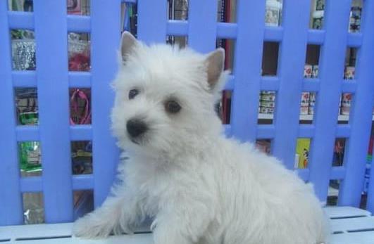 武汉宠物狗狗犬舍出售纯种西高地犬买狗卖狗市