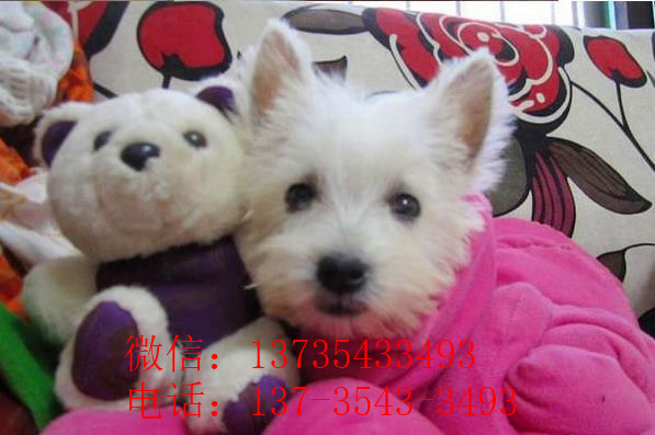 济南宠物狗狗犬舍出售纯种西高地犬买狗卖狗市场在哪