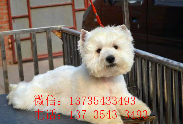 上海宠物狗狗犬舍出售纯种西高地犬买狗卖狗市场在哪
