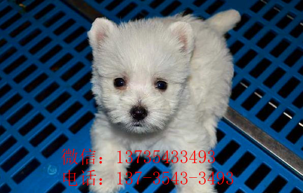 上海宠物狗狗犬舍出售纯种西高地犬买狗卖狗市场在哪