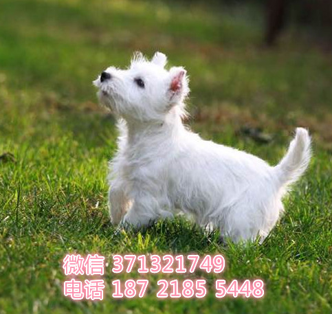 西高地出售特价，狗场直销 昆明狗场繁殖