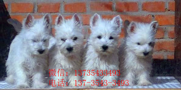 郑州宠物狗狗犬舍出售纯种西高地犬买狗卖狗市场在哪