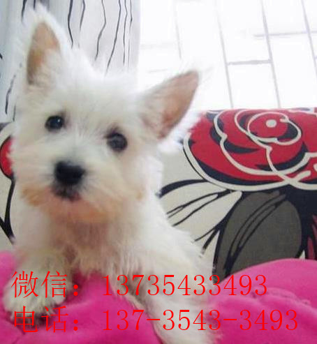 济南宠物狗狗犬舍出售纯种西高地犬买狗卖狗市