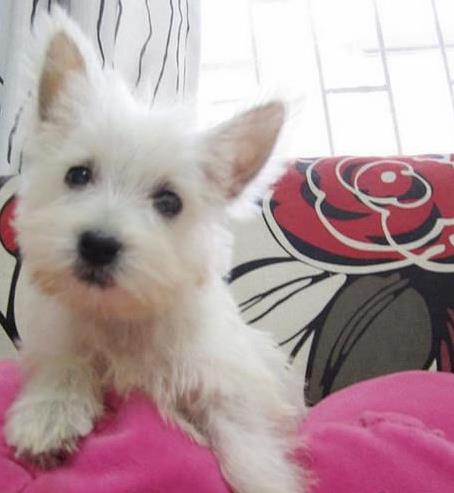 郑州宠物狗狗犬舍出售纯种西高地犬买狗卖狗市