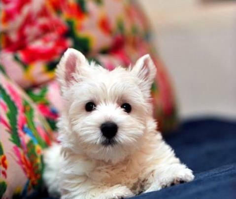 南昌宠物狗狗犬舍出售纯种西高地犬买狗卖狗市