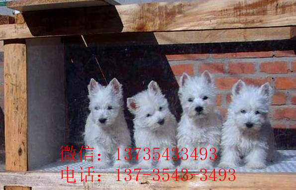 郑州宠物狗狗犬舍出售纯种西高地犬买狗卖狗市场在哪