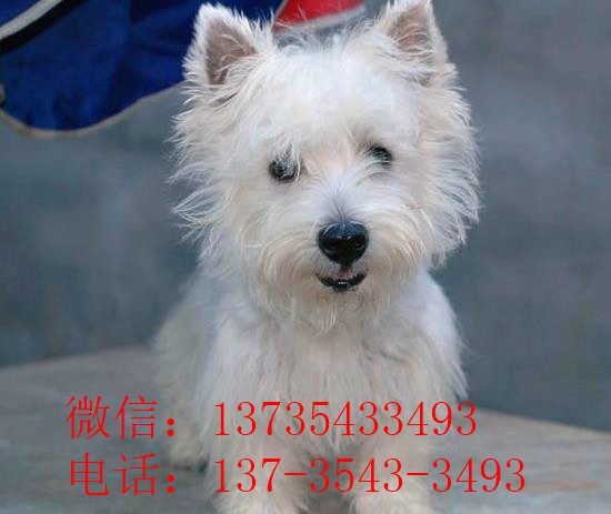 上海宠物狗狗犬舍出售纯种西高地犬买狗卖狗市