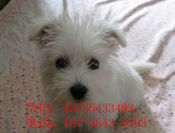 沈阳宠物狗狗犬舍出售纯种西高地犬买狗卖狗市场在哪