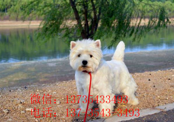 上海宠物狗狗犬舍出售纯种西高地犬买狗卖狗市场在哪