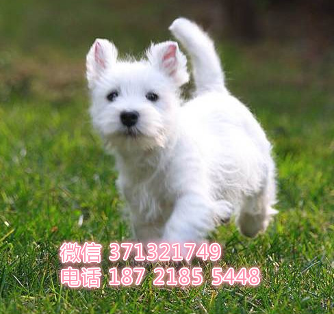 成都狗狗 西高地犬出售纯种幼犬成都狗场繁殖