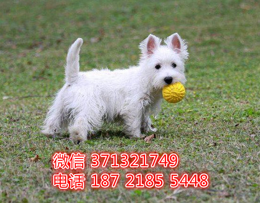杭州狗狗 西高地犬出售纯种幼犬 杭州犬舍 特价宠物