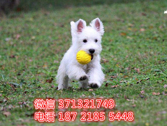 杭州狗狗 西高地犬出售纯种幼犬 杭州犬舍 特