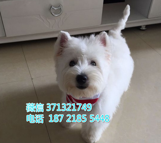 哈尔滨狗狗 西高地犬出售纯种幼犬 哈尔滨犬舍 全国发货