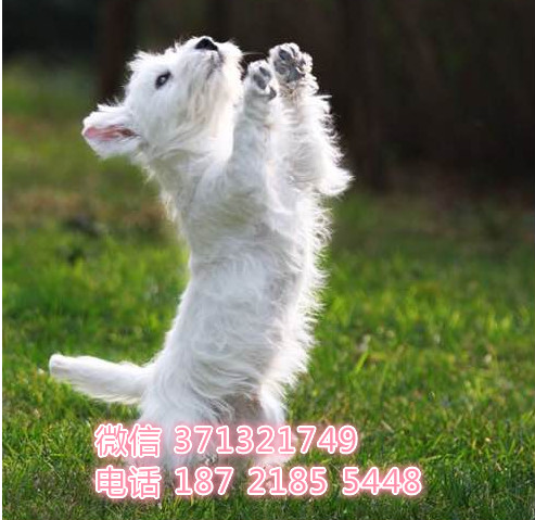 济南宠物 西高地犬出售纯种 济南犬舍 济南特价宠物