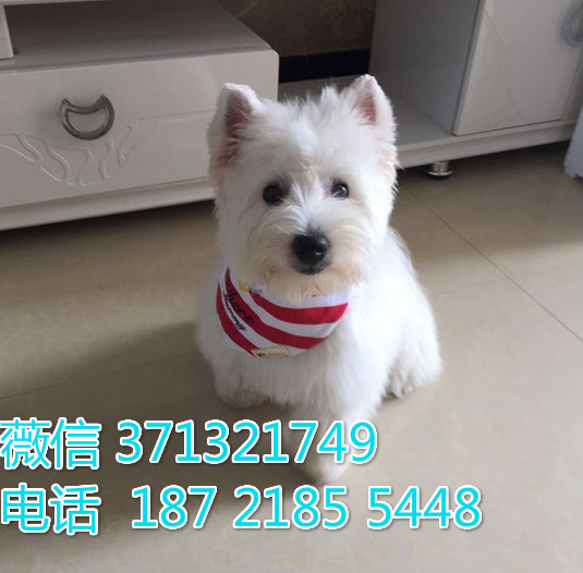郑州狗狗 西高地犬出售纯种幼犬 郑州犬舍 全
