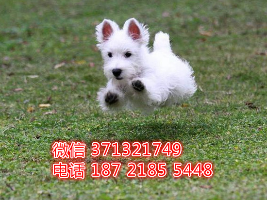 广州狗狗 出售西高地犬幼犬 广州特价宠物狗狗