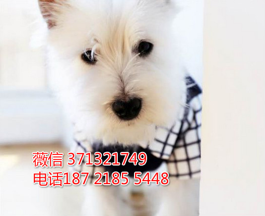 合肥狗狗 西高地犬出售纯种 合肥犬舍 全国发