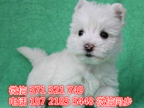 全国发货 北京 西高地犬出售纯种幼犬 特价狗