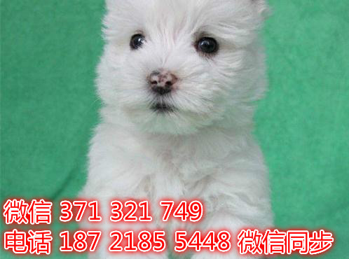 全国发货 上海 西高地犬出售纯种 上海犬舍 促