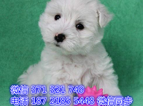 合肥全国发货 犬舍繁殖 西高地犬出售纯种幼犬 包售后抵