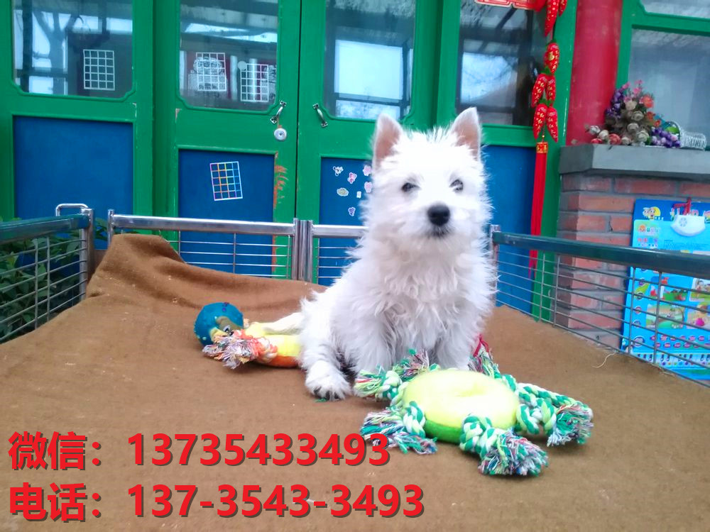 北京宠物狗狗犬舍出售纯种西高地犬幼犬西部高