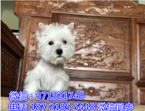 成都特价 西高地犬出售纯种幼犬 专业繁殖专业发货 可上门看妥