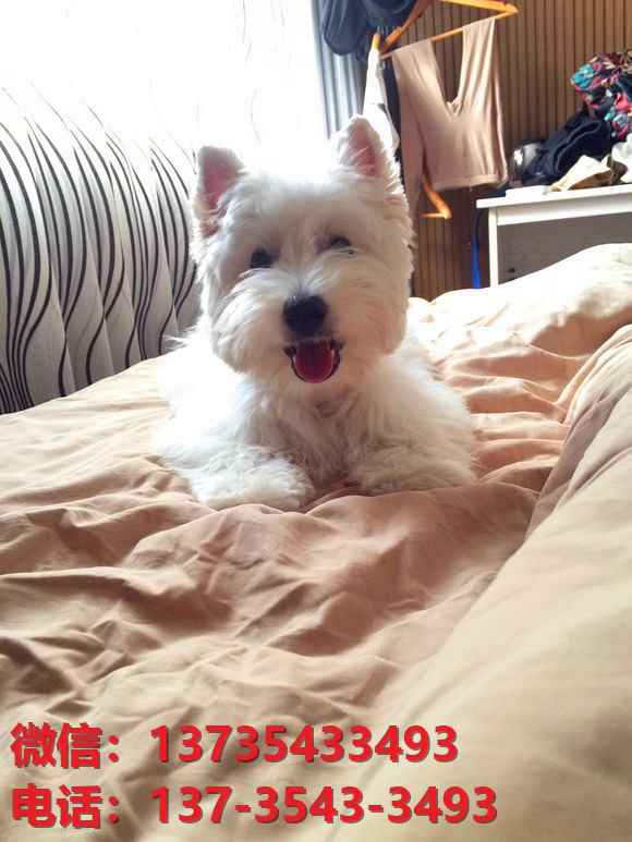 贵阳宠物狗狗犬舍出售纯种西高地犬幼犬西部高地白梗幼犬宠物狗狗