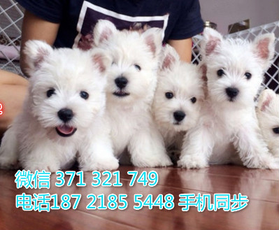 犬舍直销 特惠西高地纯种幼犬 支持上门 宠物狗狗 宠物犬舍狗场评