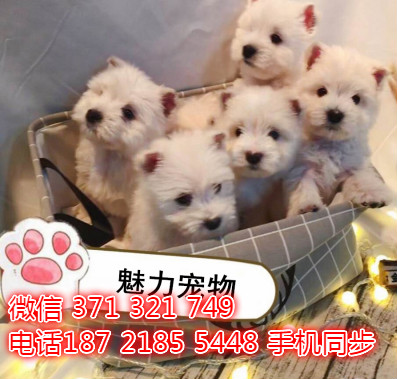 犬舍直销 特惠西高地纯种幼犬 支持上门 宠物狗狗 宠物犬舍狗场评