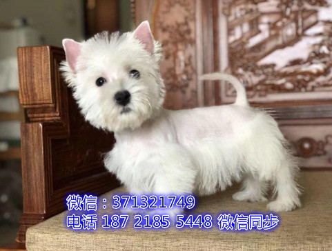 大连特价 西高地犬出售纯种幼犬 专业繁殖专业