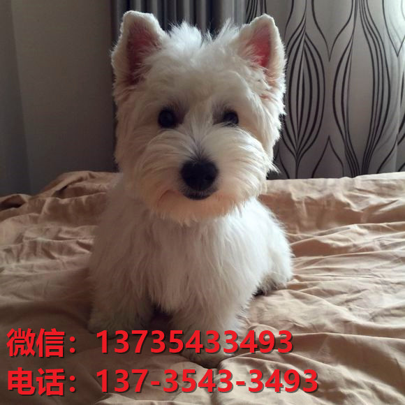 贵阳宠物狗狗犬舍出售纯种西高地犬幼犬西部高