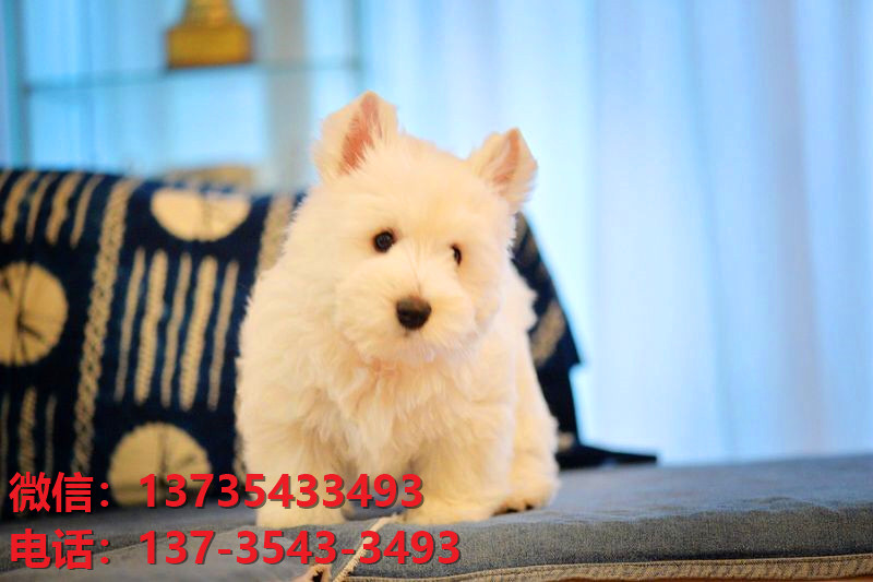 厦门宠物狗狗犬舍出售纯种西高地犬幼犬西部高地白梗幼犬宠物狗狗