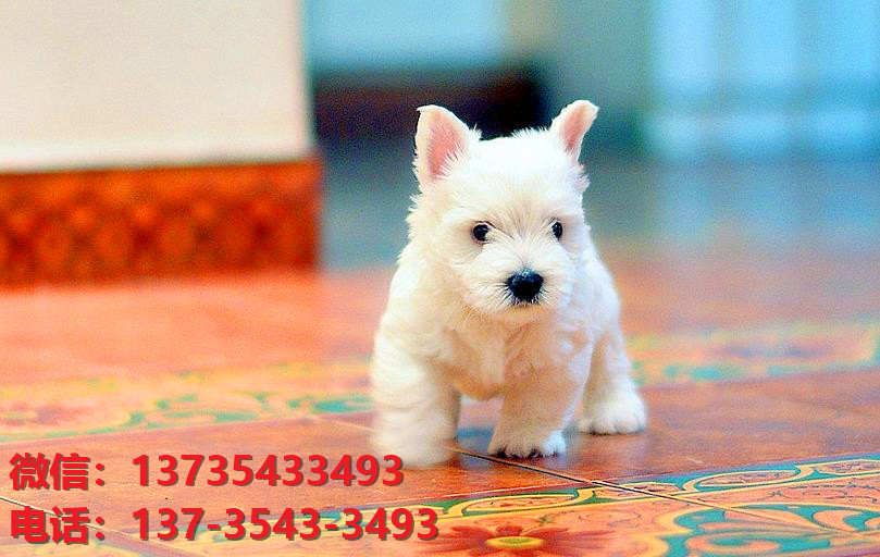 上海宠物狗狗犬舍出售纯种西高地犬幼犬西部高