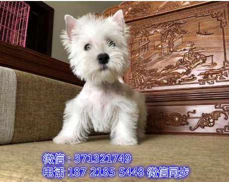成都特价 西高地犬出售纯种幼犬 专业繁殖专业发货 可上门看妥