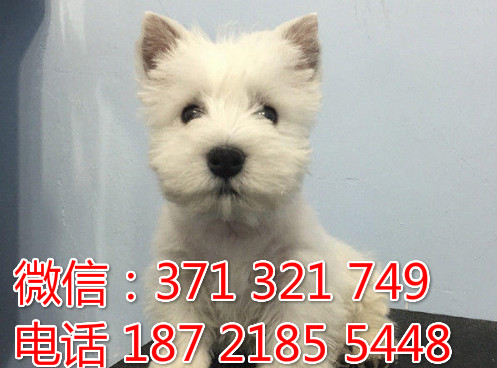 全国特惠 西高地犬纯种幼犬 支持上门 支持空运汽运 包健康追