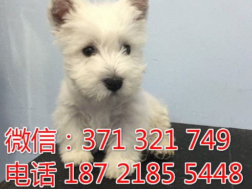 全国特惠 西高地犬纯种幼犬 支持上门 支持空运汽运 包健康攀